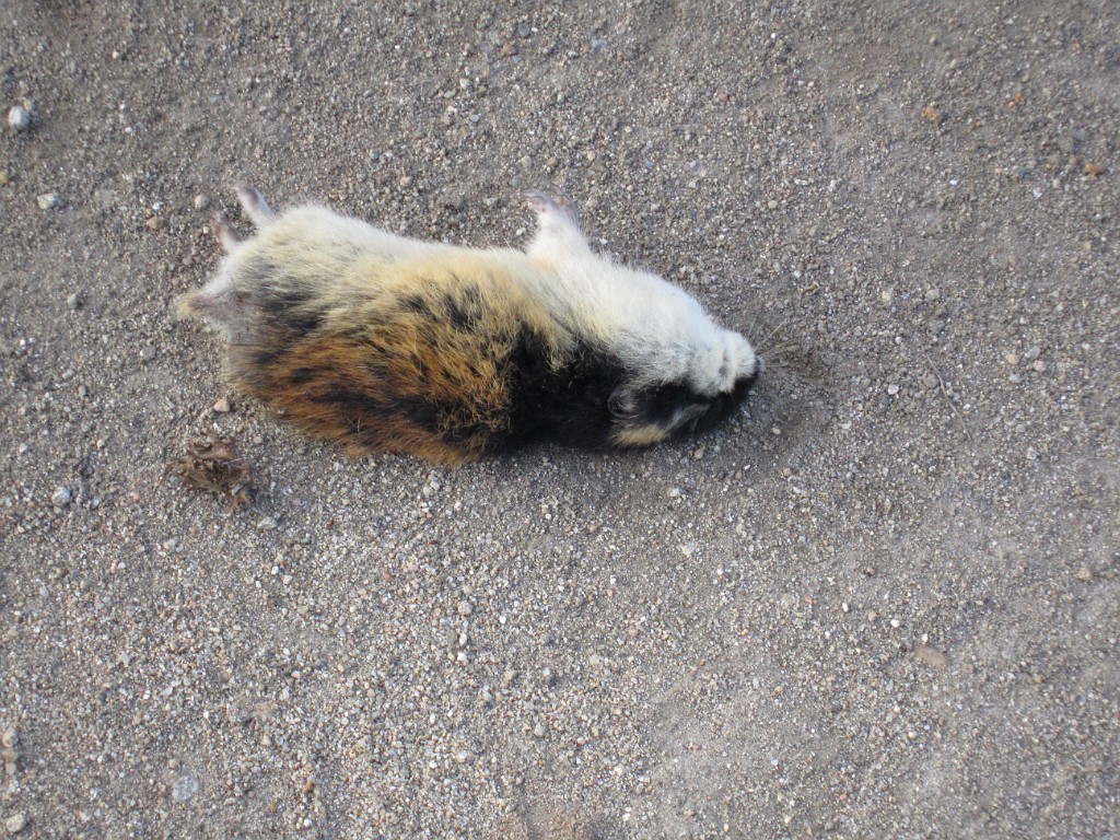 kesä 2011 316.jpg
